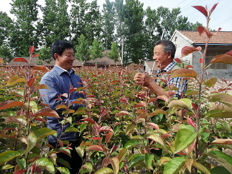 С�����ֳ���Ч��